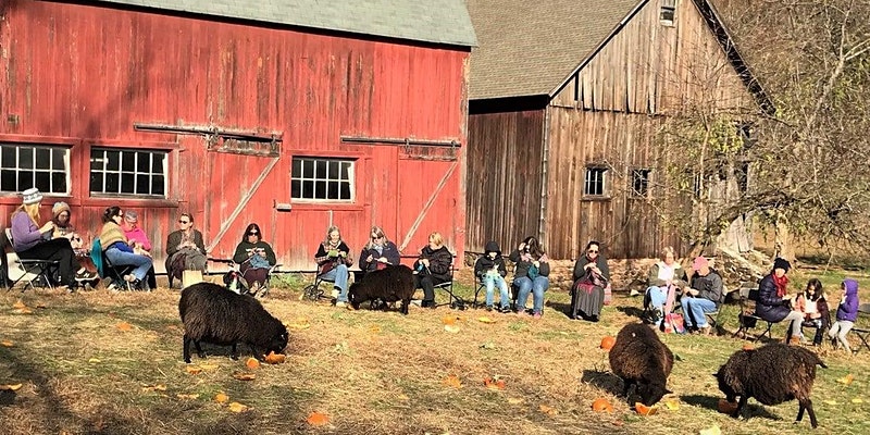 Clatter Ridge Farm set the world record for The Most People Knitting In The Company of Sheep